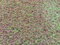 Feenmoos - Azolla mexicana